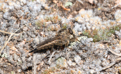 A female robber fly in the genus efferia perched on the ground among natural textures
