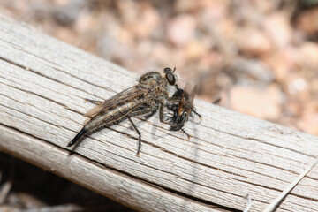 A female robber fly in the genus Efferia; hunting and capturing a wasp on a wooden log in colorado