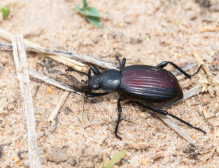 Rough lipped darkling beetle Eleodes hispilabris foraging on sandy soil in Colorado