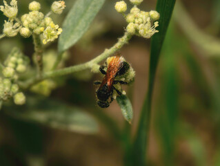 Tiphiid flower wasp in the family Tiphiidae gathering pollen in Colorado