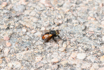A close-up of a Colorado tachinid fly in the family Tachinini perched on rocky ground