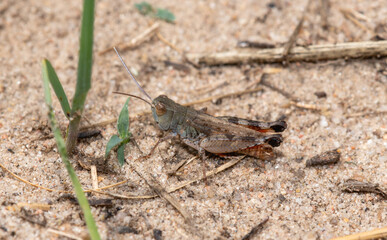 White whiskered grasshopper Ageneotettix deorum perched on sandy ground among subtle vegetation