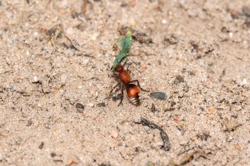 Velvet ant Dasymutilla ursus crawling on sandy soil in Colorado