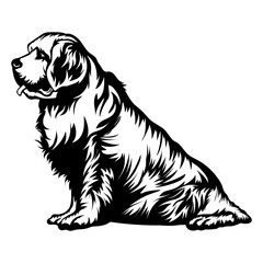 Sitting Clumber Spaniel
