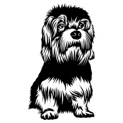 Sitting Dandie Dinmont Terrier