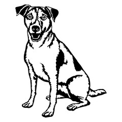 Sitting Danish-Swedish Farmdog