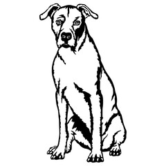 Fototapeta premium Sitting Dogo Argentino