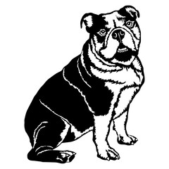 Sitting Dorset Olde Tyme Bulldogge