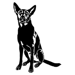 Sitting Dutch Shepherd