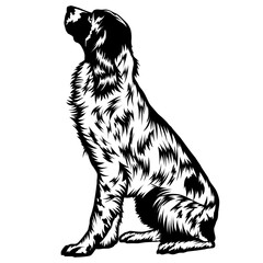 Sitting English Springer Spaniel