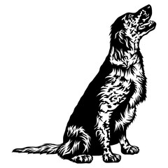 Sitting English Setter