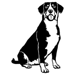 Sitting Entlebucher Mountain Dog