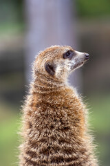 An Isolated Meerkat