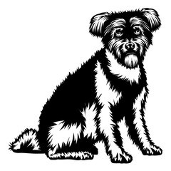 Sitting Hungarian Pumi