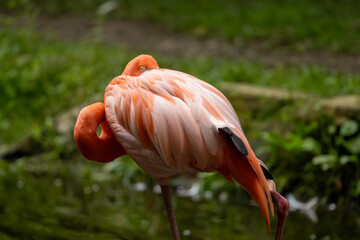 An Isolated Flamingo