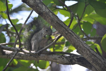 Squirrel on tree