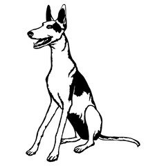Sitting Ibizan Hound
