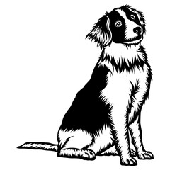 Sitting Kooikerhondje