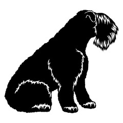 Sitting Kerry Blue Terrier