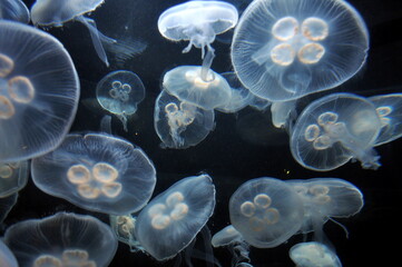 jellyfish in the water © Sarah