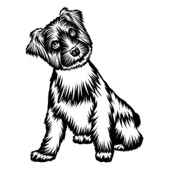 Sitting Norfolk Terrier