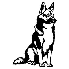 Sitting Norrbottenspets