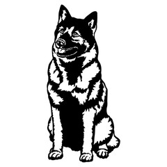 Sitting Norwegian Elkhound