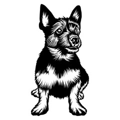 Sitting Norwich Terrier