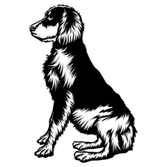 Sitting Picardy Spaniel