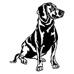 Sitting Segugio Italiano