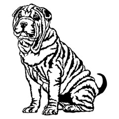 Sitting Shar Pei