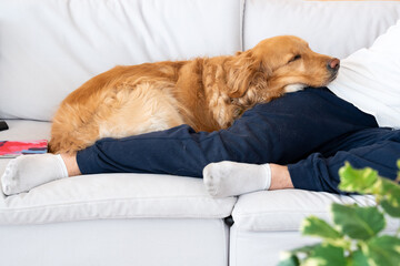 Golden Retriever Dog Sleeping on Owner’s Lap with Pet Hair on Sweater. Cozy home moment while they relax on the couch at home