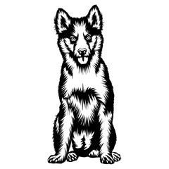 Sitting Yakutian Laika