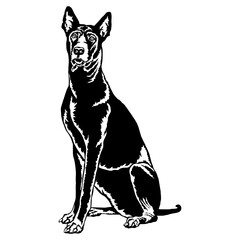 Sitting Thai Ridgeback