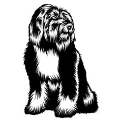 Sitting Tibetan Terrier
