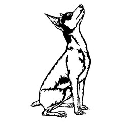 Sitting Toy Fox Terrier