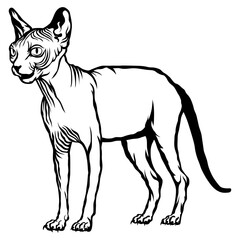 Sphynx Cat