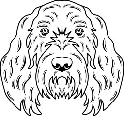 Spinone Italiano