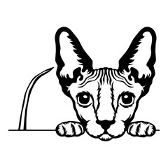 Sphynx Cat