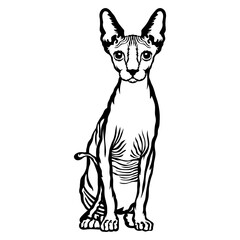 Sphynx Cat