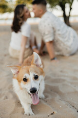 A man and a woman with a happy dog of sporting breed sitting on the beach