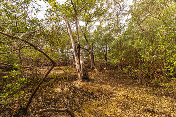 paisagem natural na cidade de Aracruz, Estado do Espírito Santo, Brasil