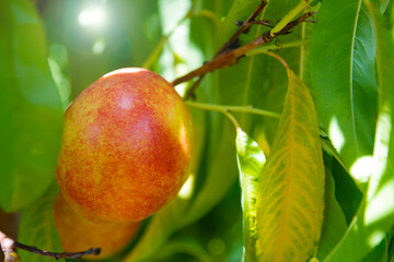 ripe peach on a peach tree in the rays of the afternoon sun.