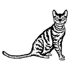 Toyger