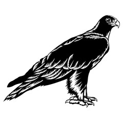 Verreauxs Eagle