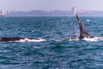 Fototapeta premium Baleia Jubarte na cidade Vitória, Estado do Espírito Santo, Brasil