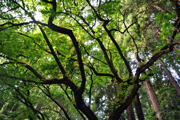 Muir Woods