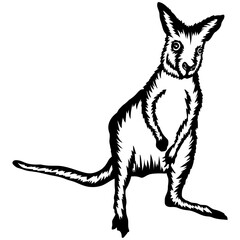 Wallaby