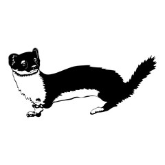 Weasel
