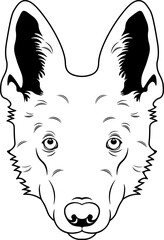 White Swiss Shepherd